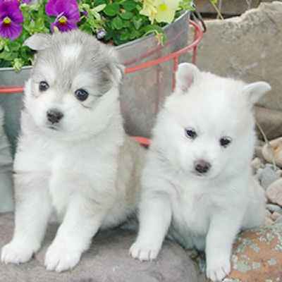 Kleekimo Puppies Animal Kingdom Arizona