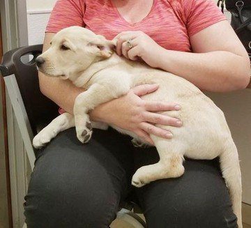 lab puppy held in a lap