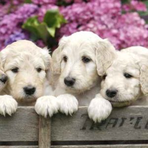 Labradoodle Puppies For Sale Animal Kingdom Arizona