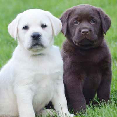 Labrador Retriever Puppies Animal Kingdom Arizona