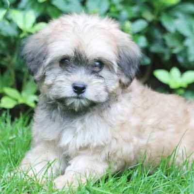 Lhasa-Poo Puppies Animal Kingdom Arizona