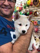 shiba inu puppy held by man