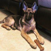 german shepherd puppy