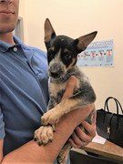 australian cattle dog puppy