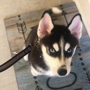 husky puppy on a leash