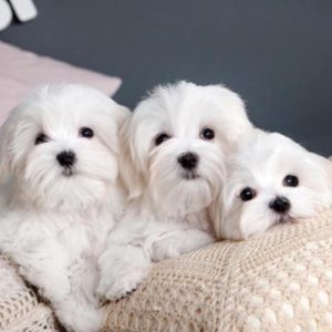 Maltese Puppies For Sale Animal Kingdom Arizona