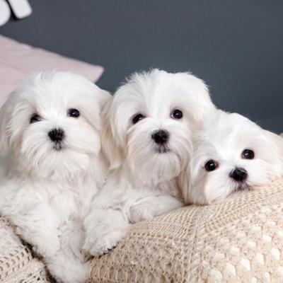 Maltese Puppies Animal Kingdom Arizona