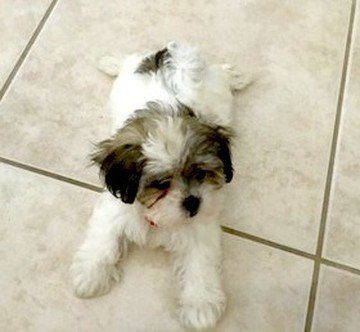 shih-tzu puppy laying on tile