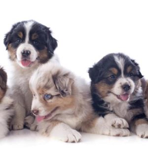 Miniature Australian Shepherd Puppies (Mini Aussie) Puppies For Sale Animal Kingdom Arizona
