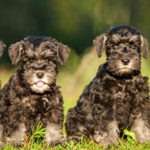 schnauzer for sale