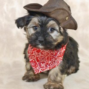 Morkie Puppies Puppies For Sale Animal Kingdom Arizona