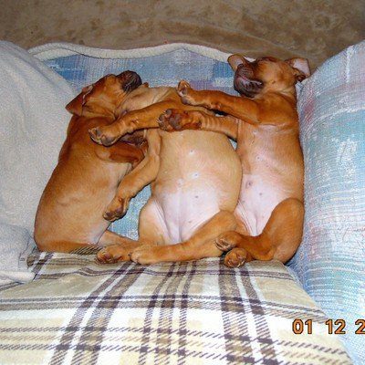 Adorable Dogue De Bordeaux puppies