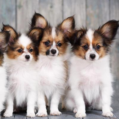 Papillon Puppies Animal Kingdom Arizona