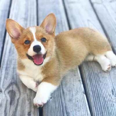 Pembroke Welsh Corgi Puppies Animal Kingdom Arizona