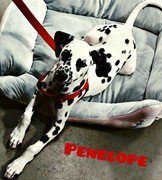 dalmatian puppy with red leash