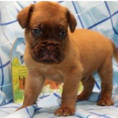 Dogue De Bordeaux puppy