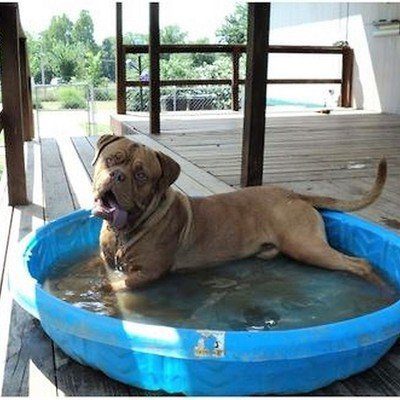 Mastiff Dan enjoys his pool 