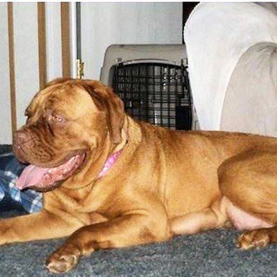 Dogue De Bordeaux Penny hanging out in the house