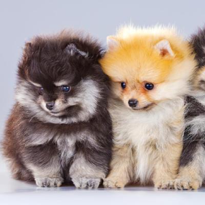 Pomeranian Puppies Animal Kingdom Arizona