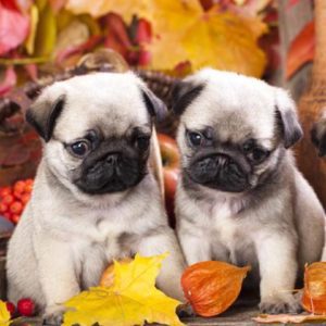 two pug puppies sitting on autumn leaves