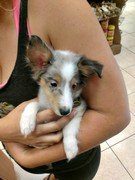 sheltie puppy held