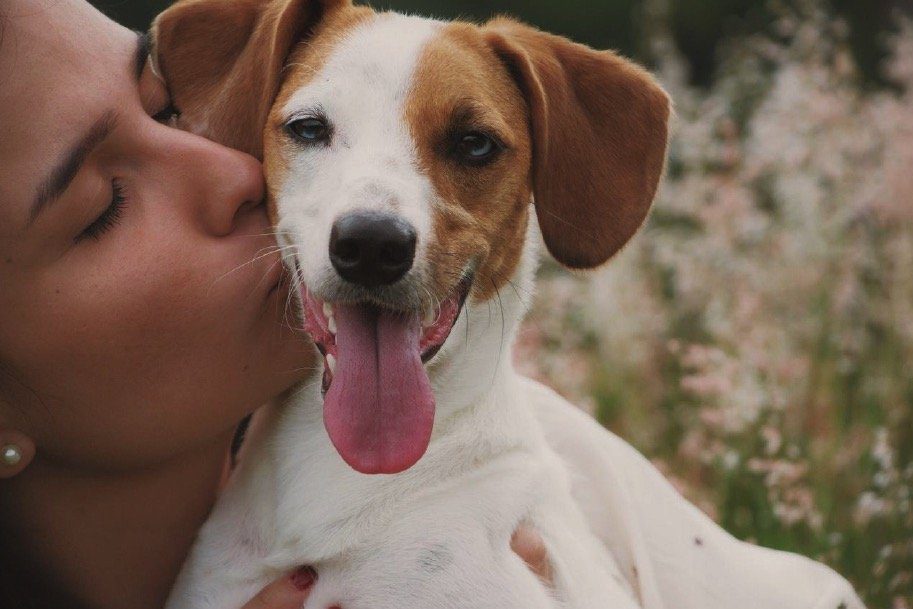 Human kissing a dog