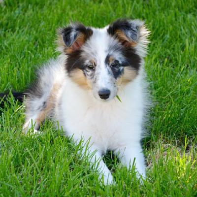 Shetland Sheepdog Puppies Animal