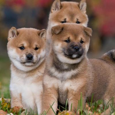 Shiba Inu Puppies Animal Kingdom Arizona