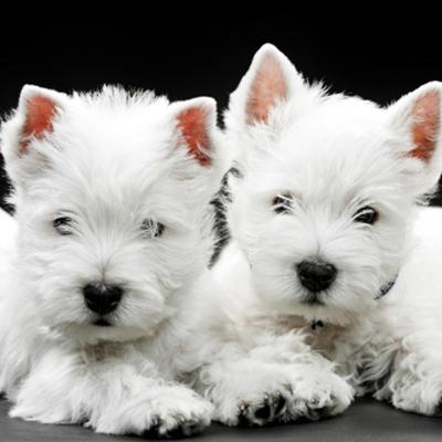 West Highland White Terrier (Westie) Puppies Animal Kingdom Arizona