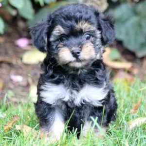 yorkie poo puppies price