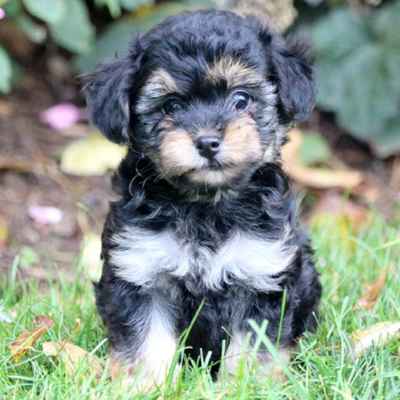 yorkie poo breeder near me