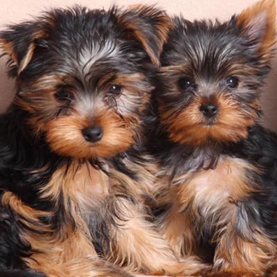 Yorkshire Terrier Puppies Animal Kingdom Arizona