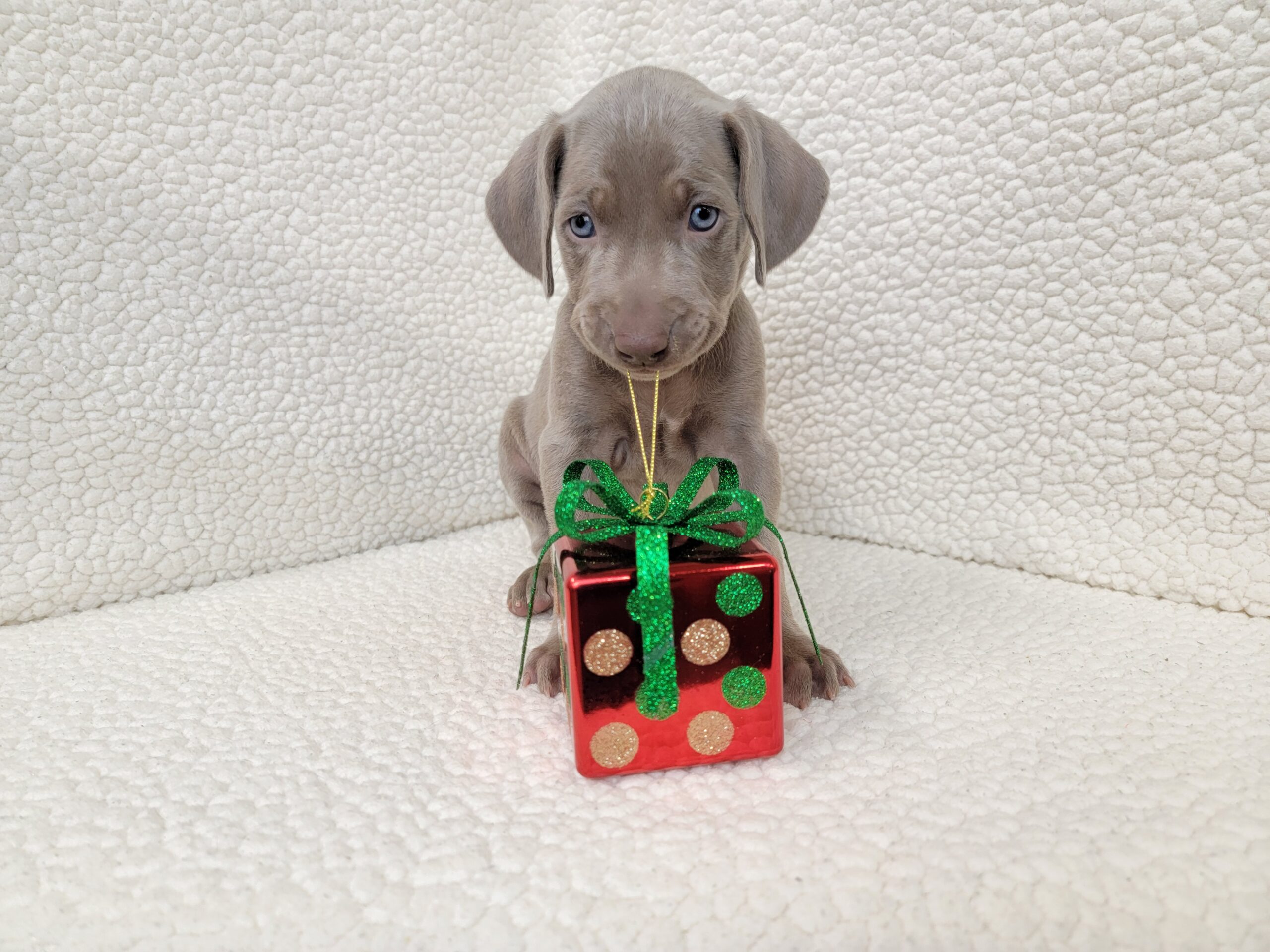 Cutie wants to give you a present