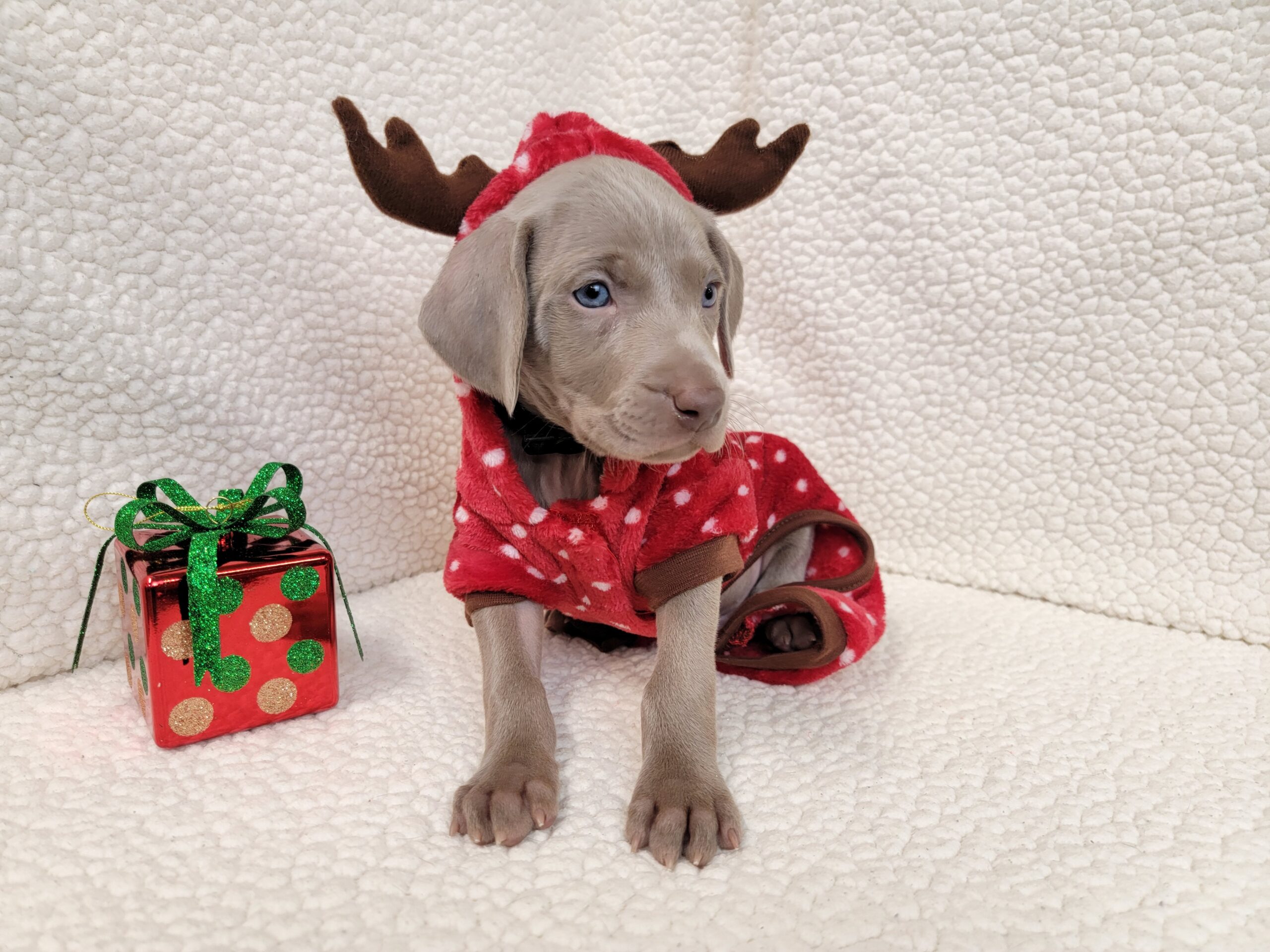 Rudolph the silver Weimaraner