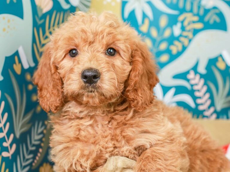 Mini Goldendoodle