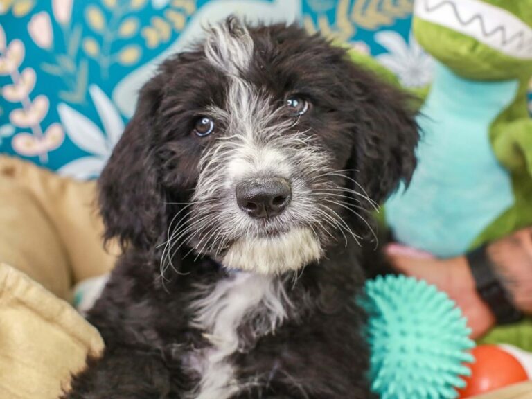 Sheepadoodle