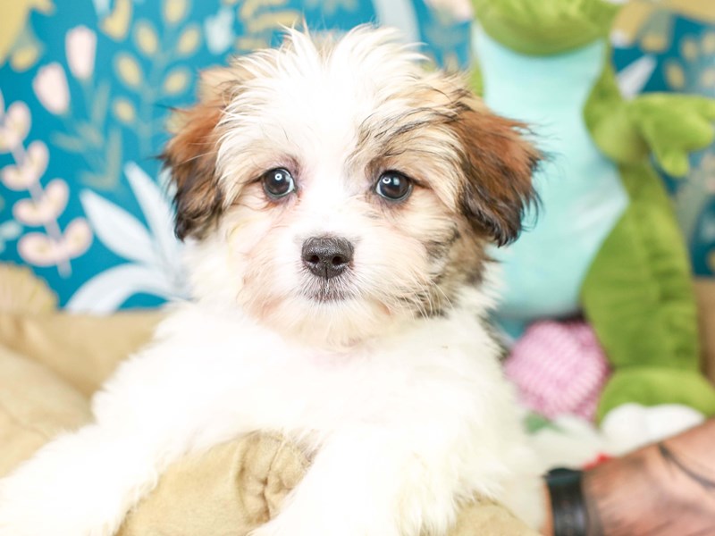 Papitese-Female--3123948-Animal Kingdom | Puppies N Love