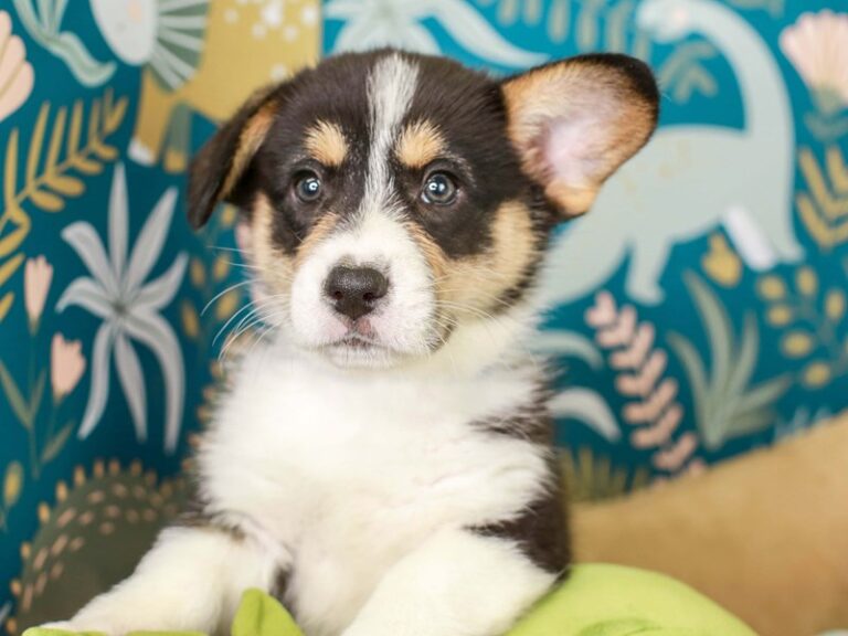 Pembroke Welsh Corgi