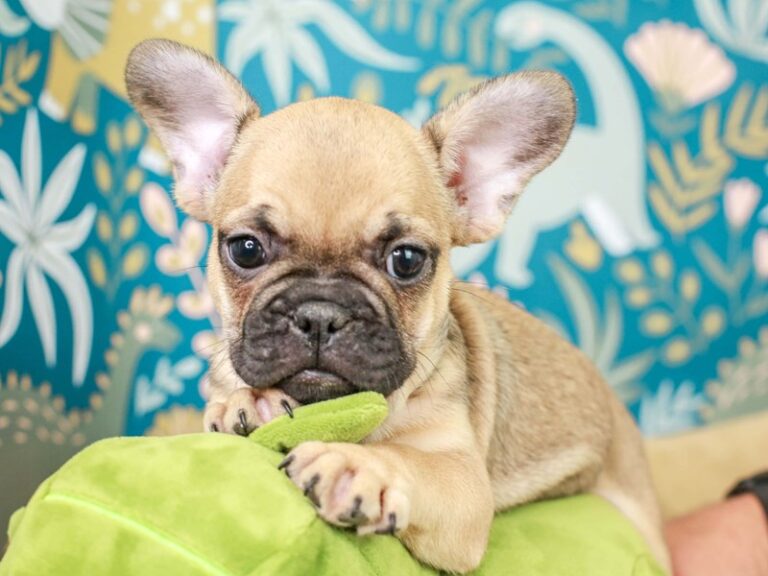 French Bulldog