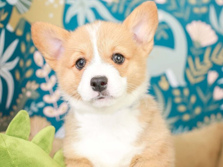 Pembroke Welsh Corgi
