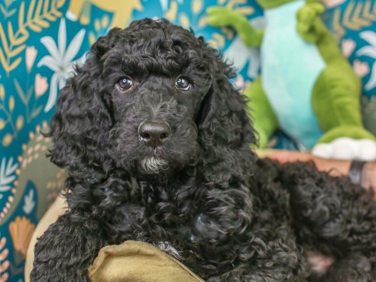Standard Poodle