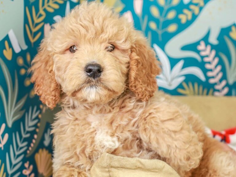 Mini Goldendoodle