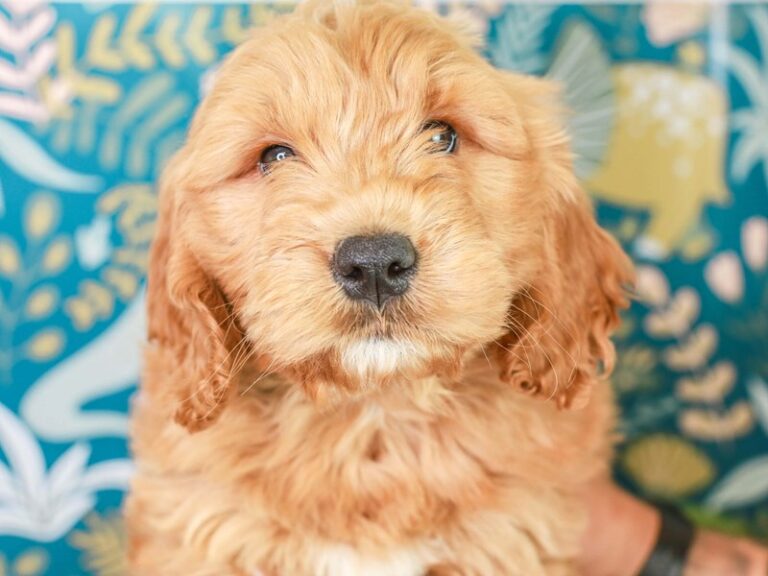 Mini Goldendoodle