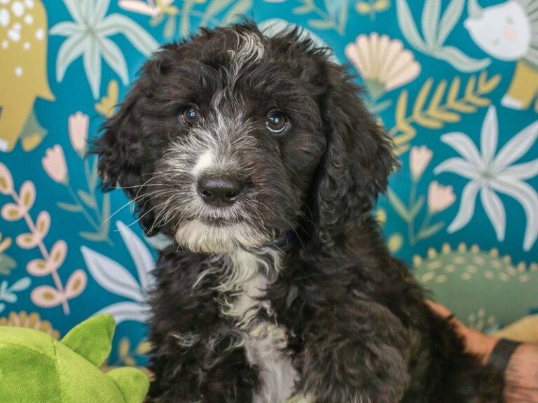 Sheepadoodle