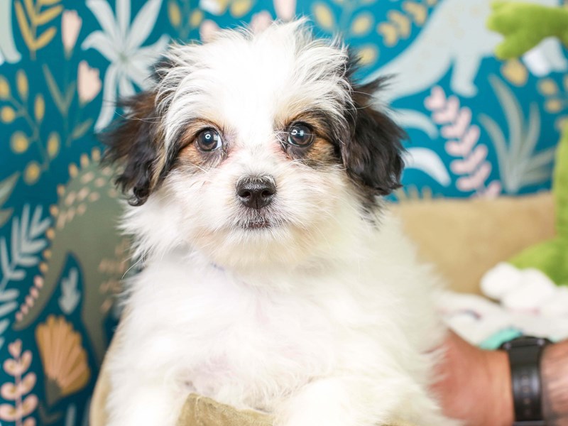 Papitese-Female--3123945-Animal Kingdom | Puppies N Love