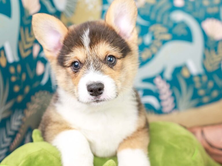 Pembroke Welsh Corgi