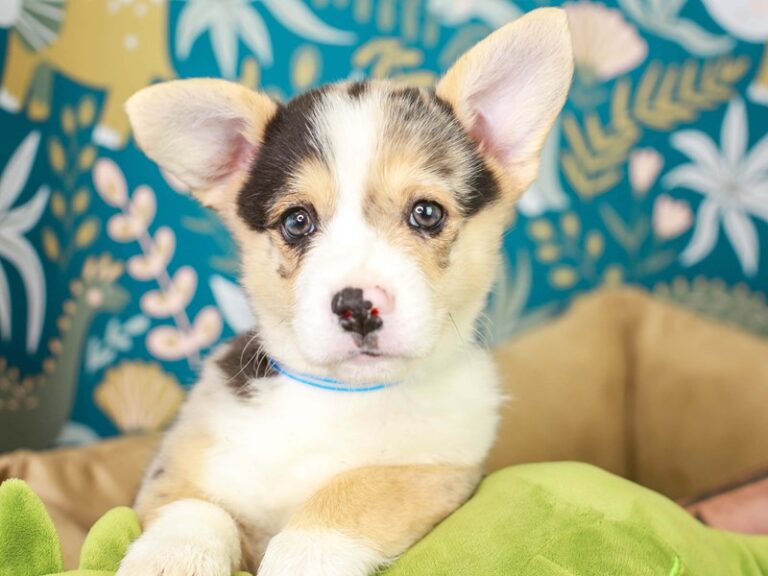 Pembroke Welsh Corgi