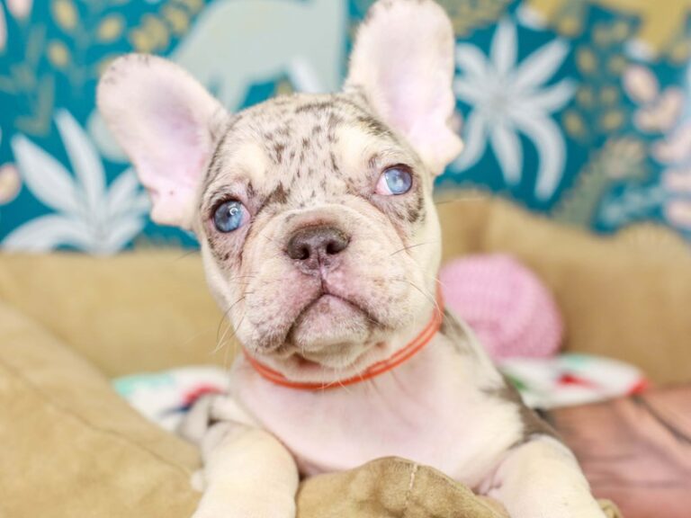 French Bulldog
