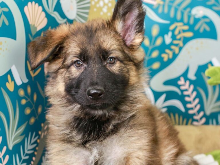 German Shepherd