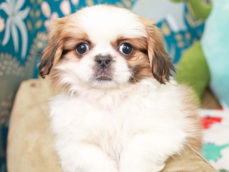 Pekingese